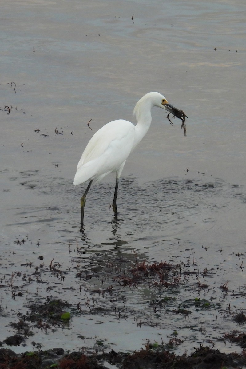 Snowy Egret - ML639290264
