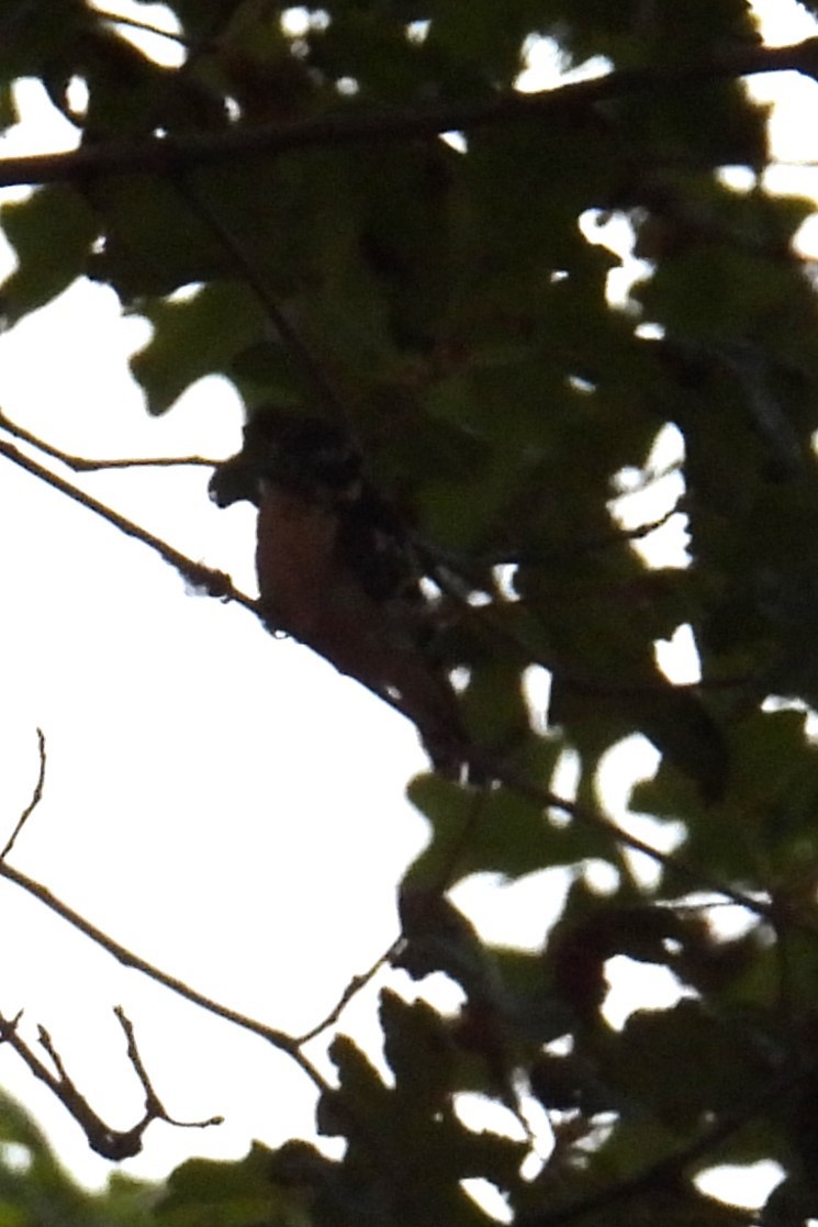 Downy Woodpecker - ML639290271