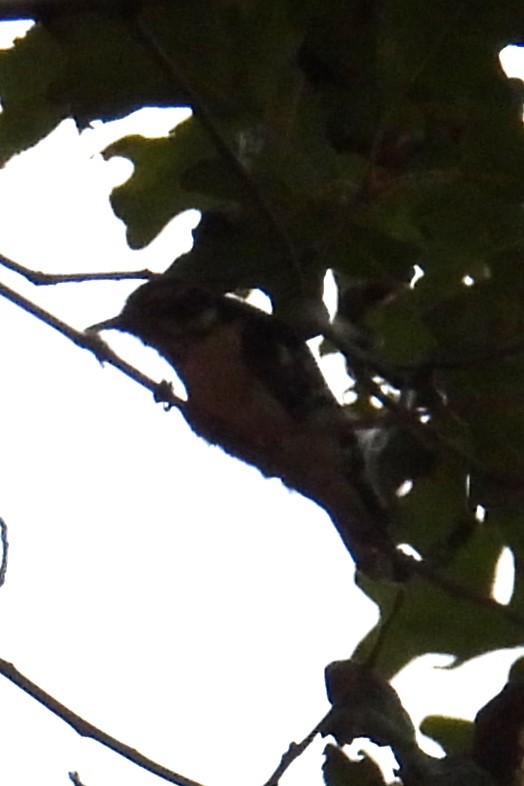 Downy Woodpecker - ML639290272