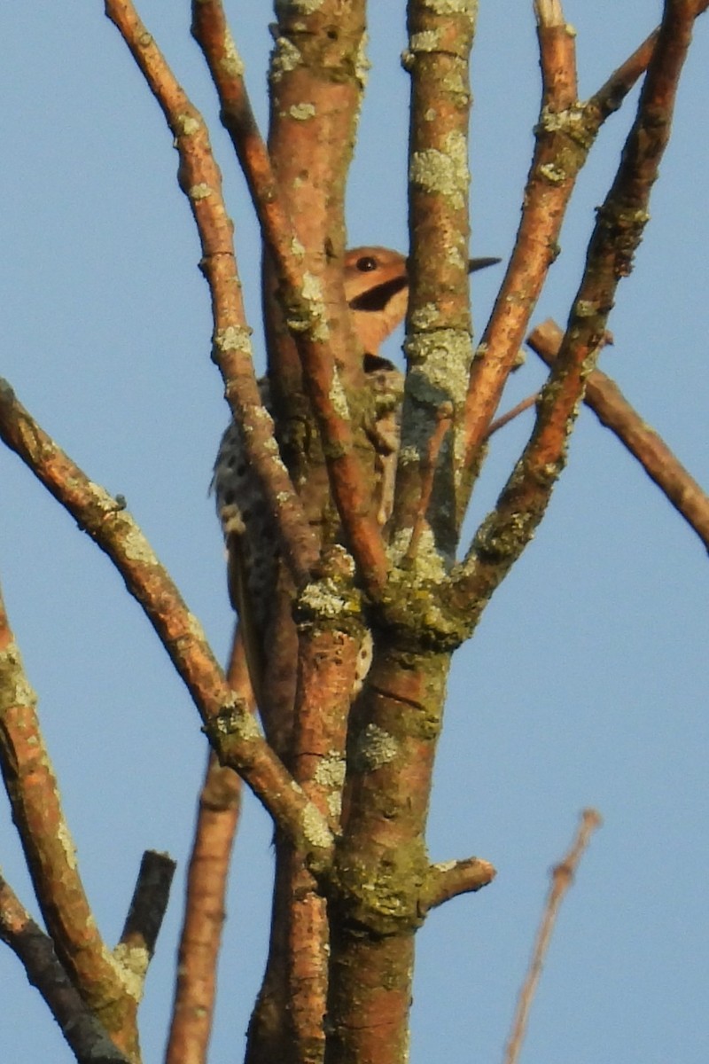 Northern Flicker - ML639290278