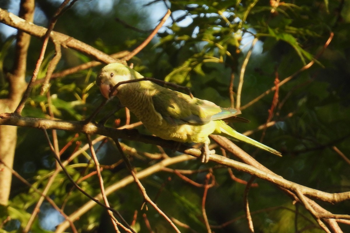 Monk Parakeet - ML639290292