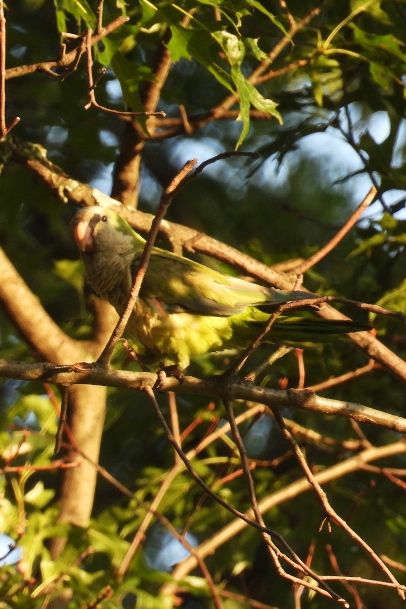 Monk Parakeet - ML639290293