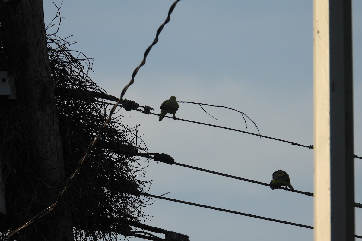 Monk Parakeet - ML639290294