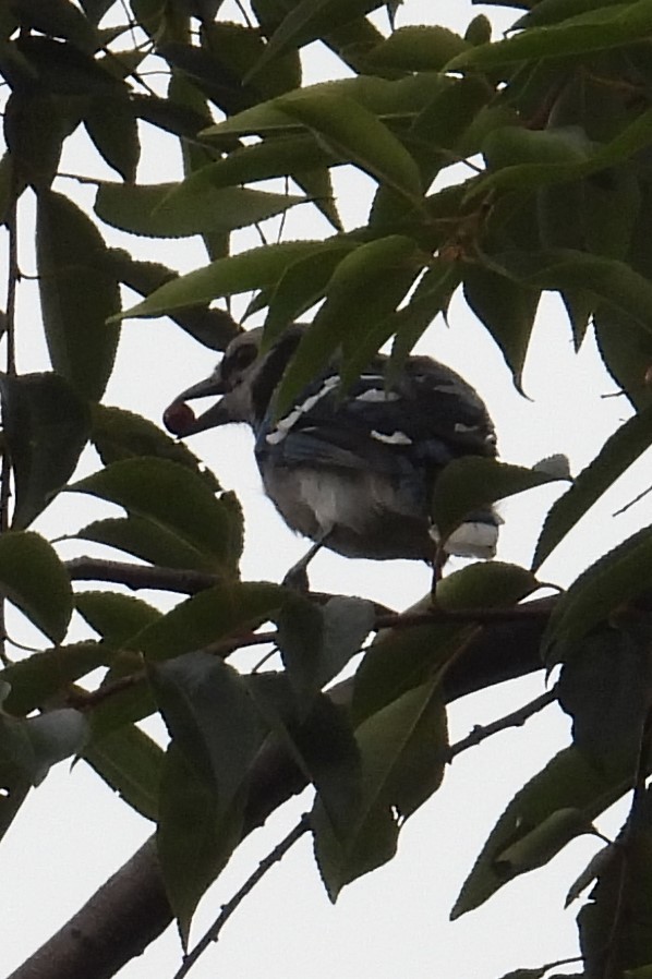 Blue Jay - ML639290305