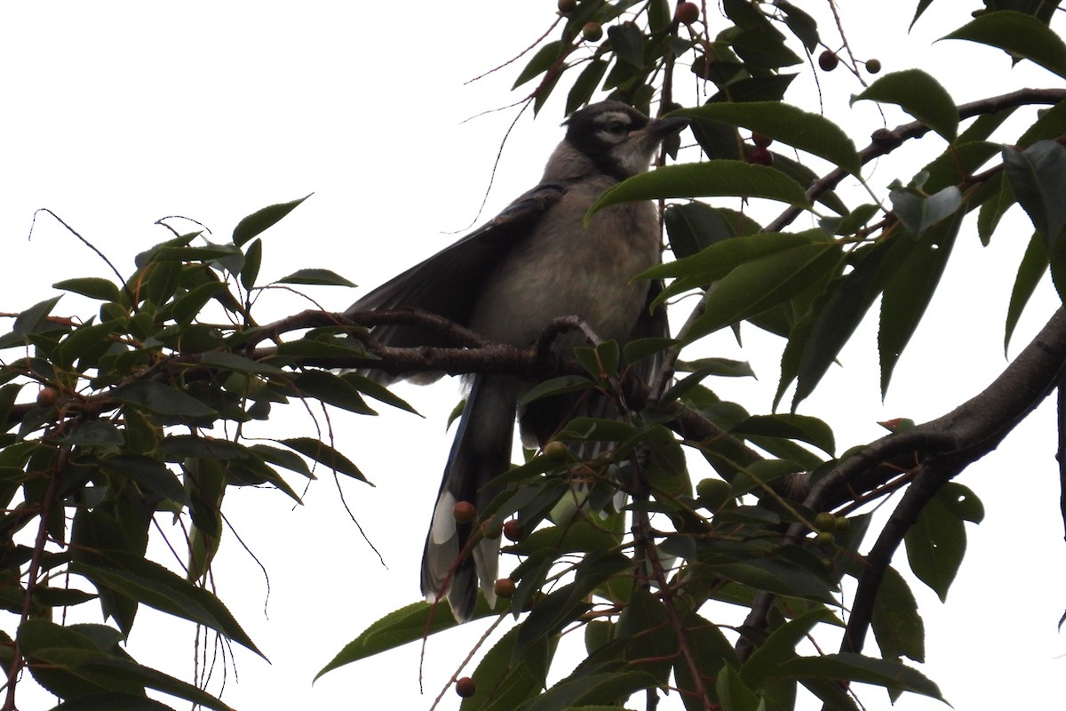 Blue Jay - ML639290306