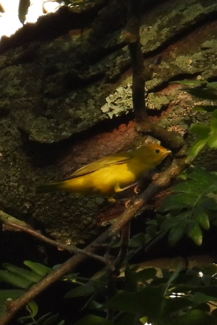 Yellow Warbler - ML639290331