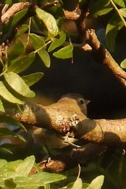 Warbling Vireo - ML639290338