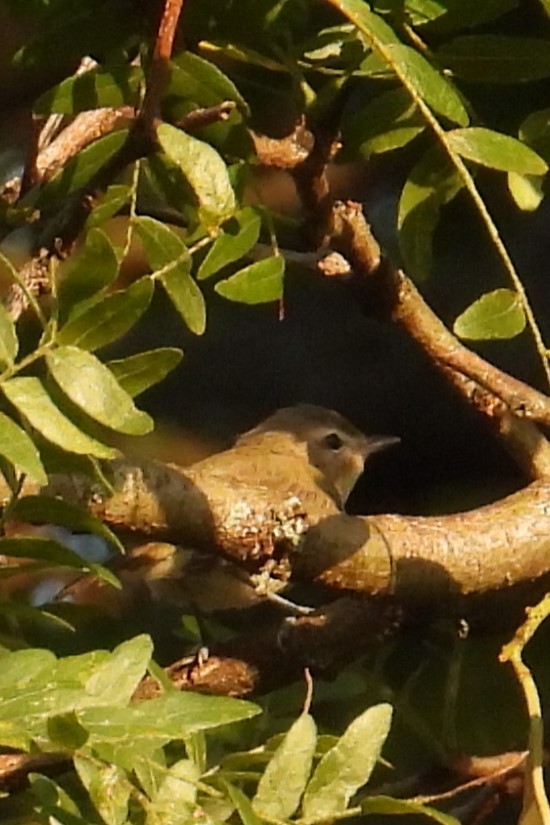 Warbling Vireo - ML639290339