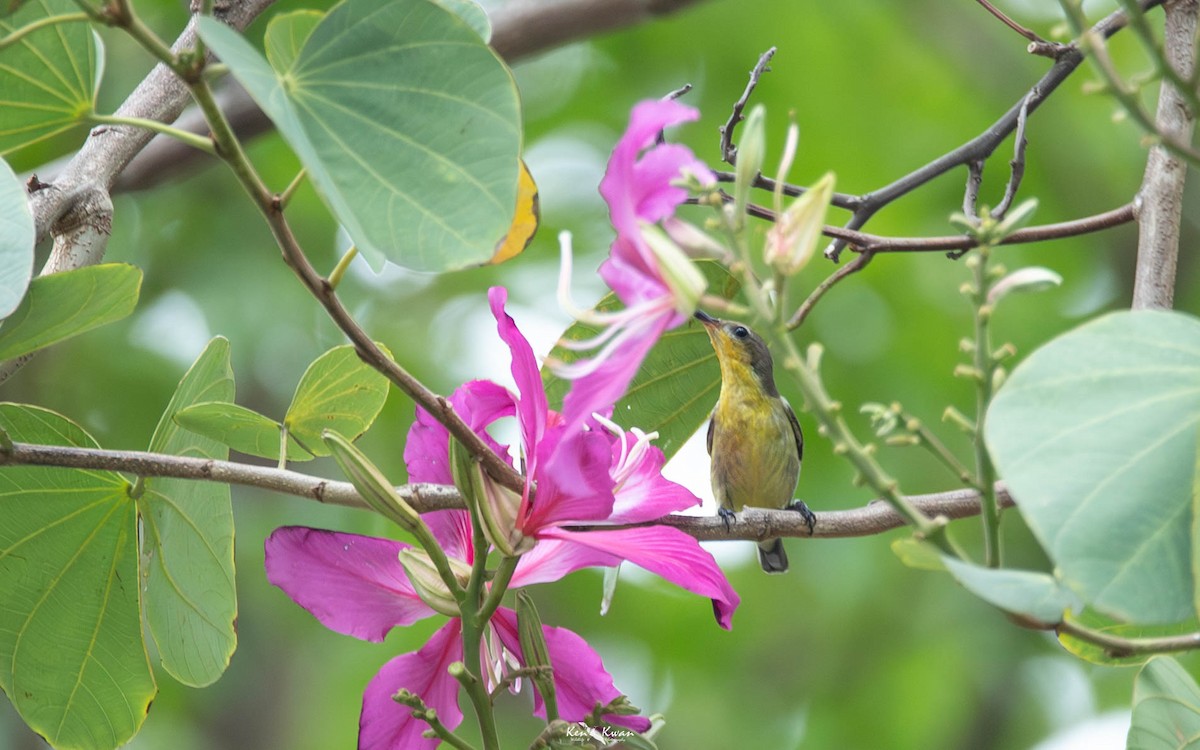 Ornate Sunbird - ML639290341