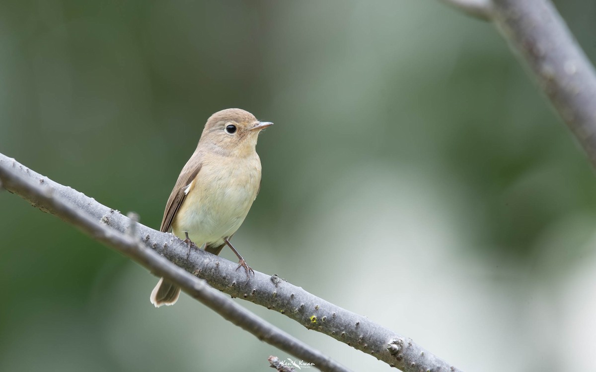 Red-breasted Flycatcher - ML639290342