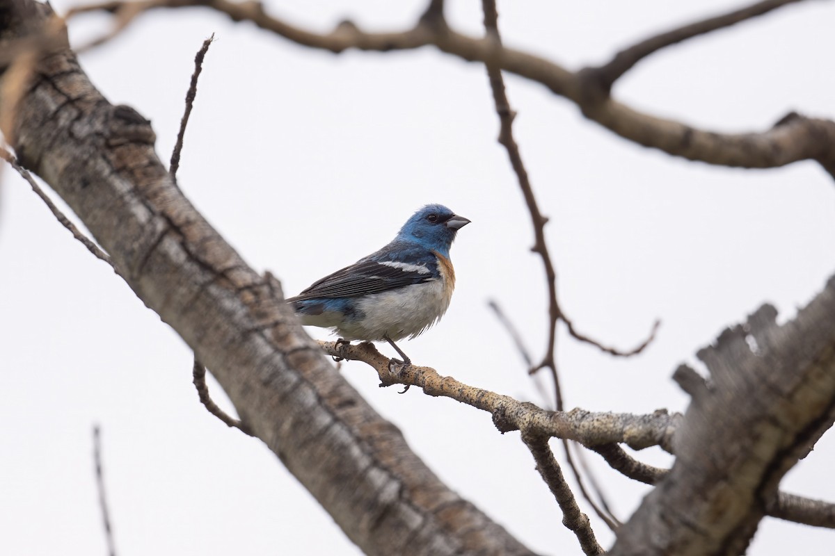 Lazuli Bunting - ML639290371