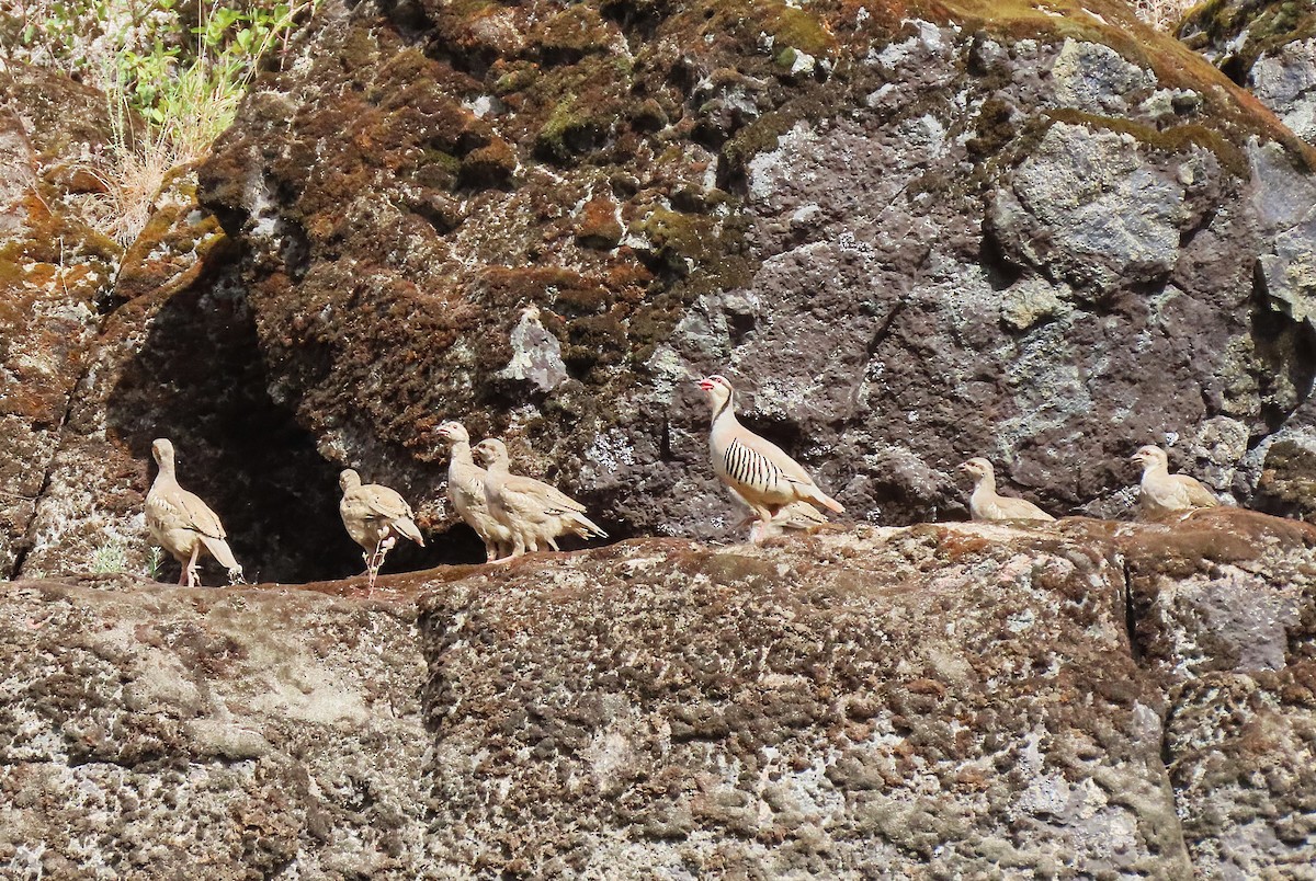 Хахилаг - ML639290409