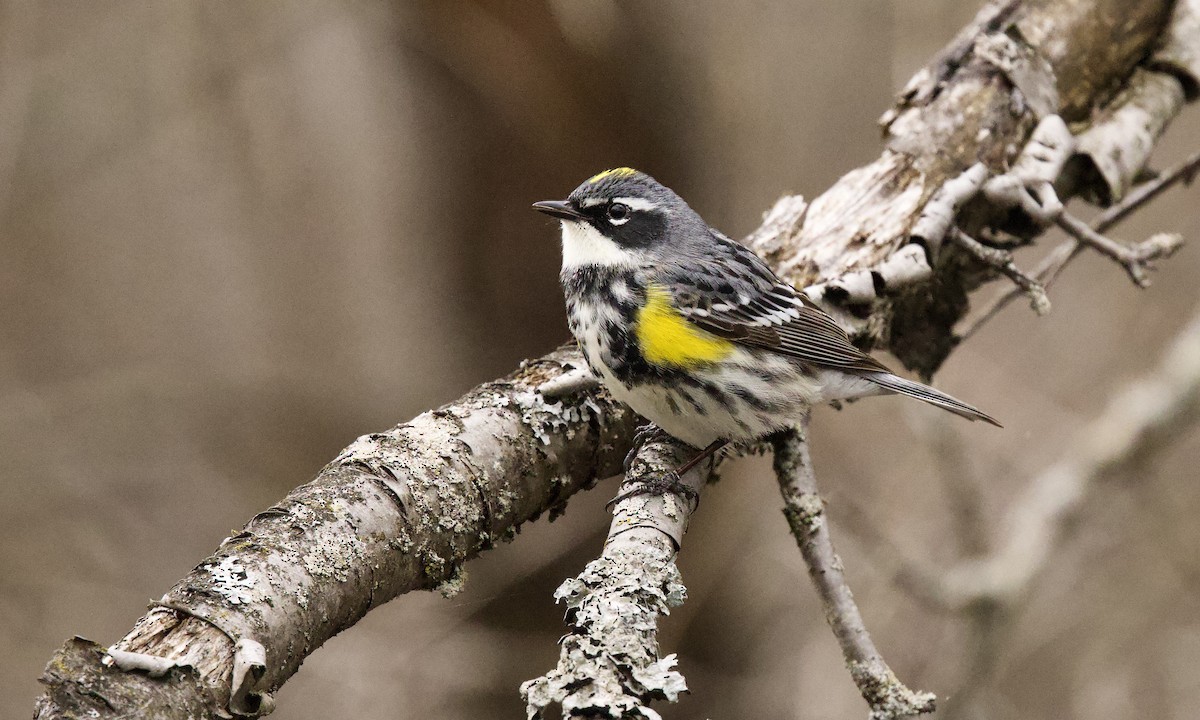 Yellow-rumped Warbler - ML639290423