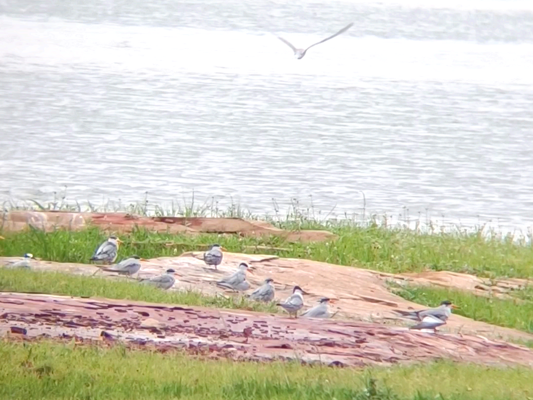 Black-bellied Tern - ML639290478