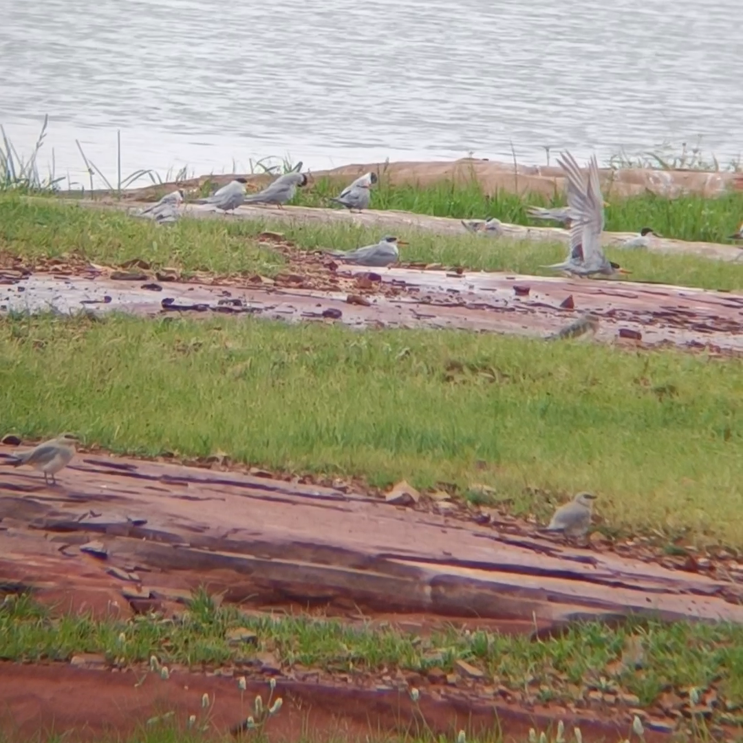 Black-bellied Tern - ML639290480