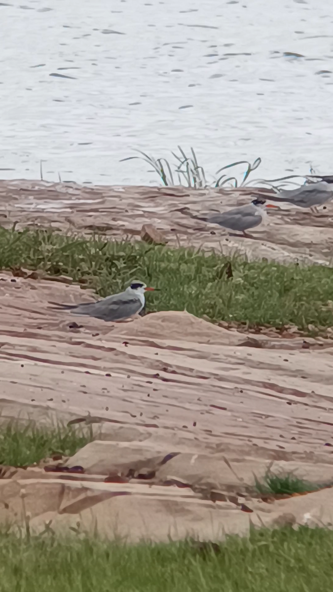 Black-bellied Tern - ML639290481