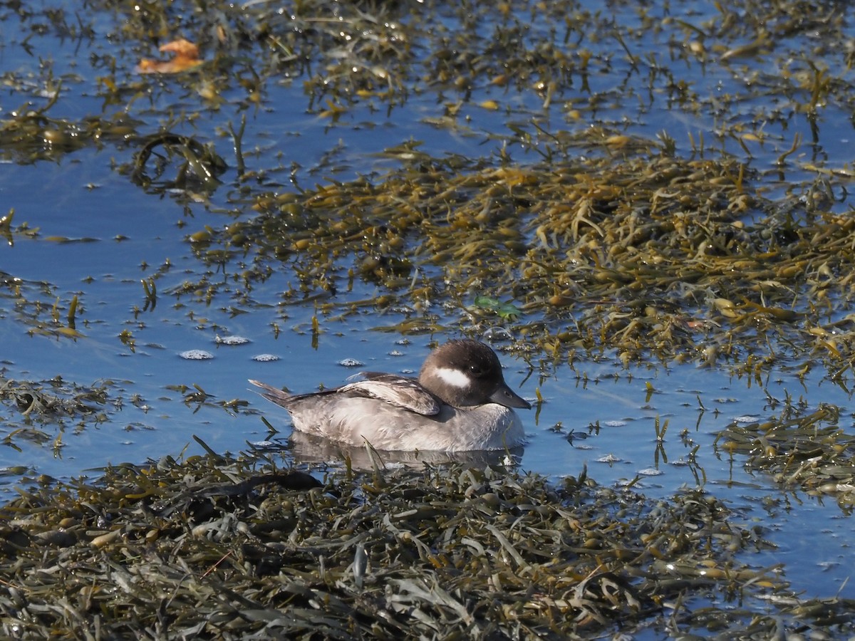Bufflehead - ML639290497