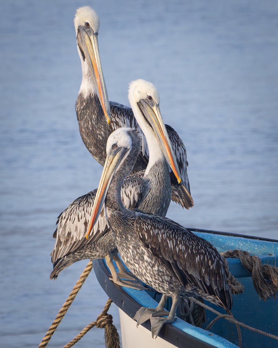 Peruvian Pelican - ML639290542