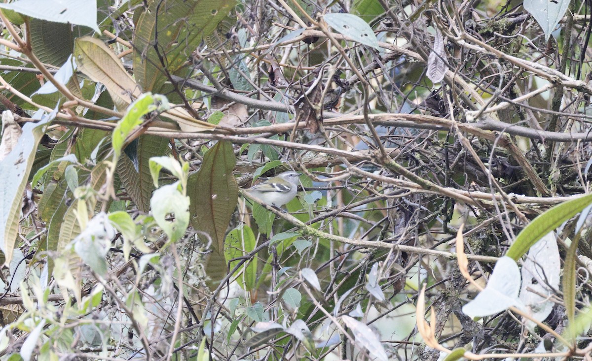 White-banded Tyrannulet - ML639290666