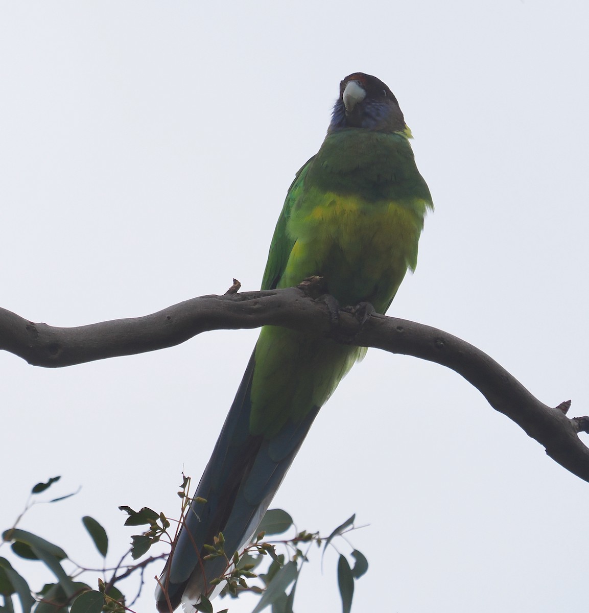 barnard límcový (ssp. semitorquatus) - ML639290716