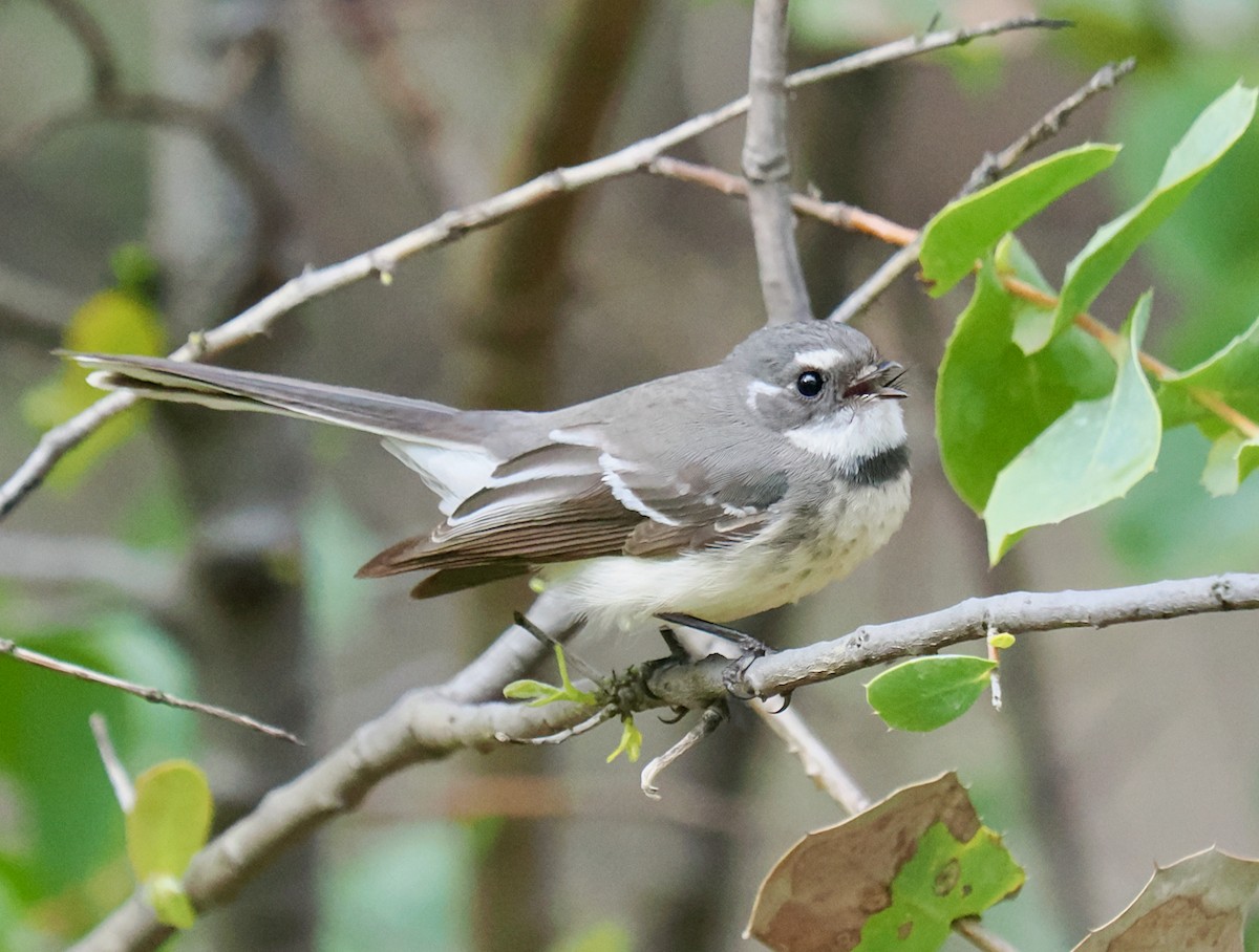 Gray Fantail (preissi) - ML639290723