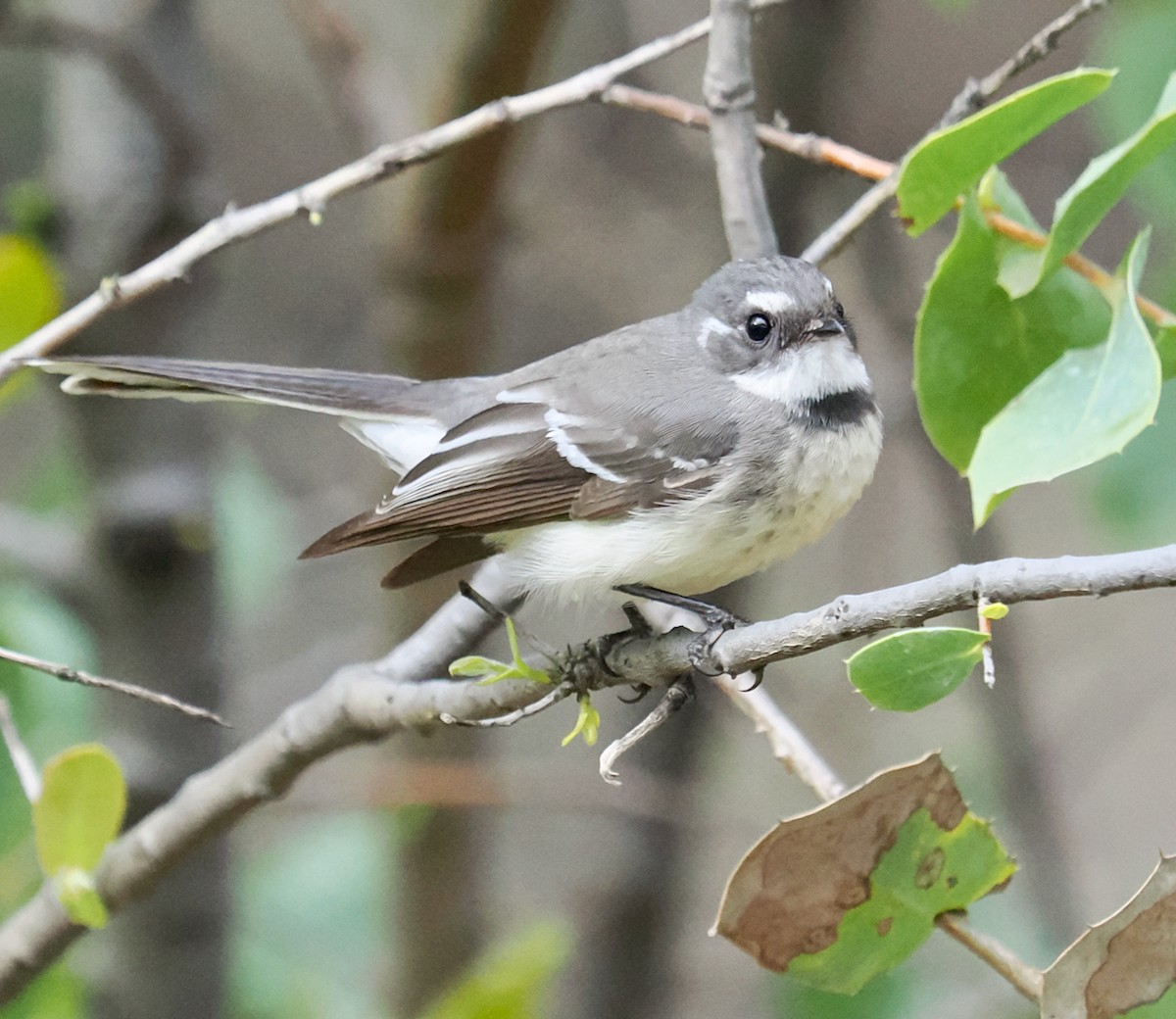 Gray Fantail (preissi) - ML639290725
