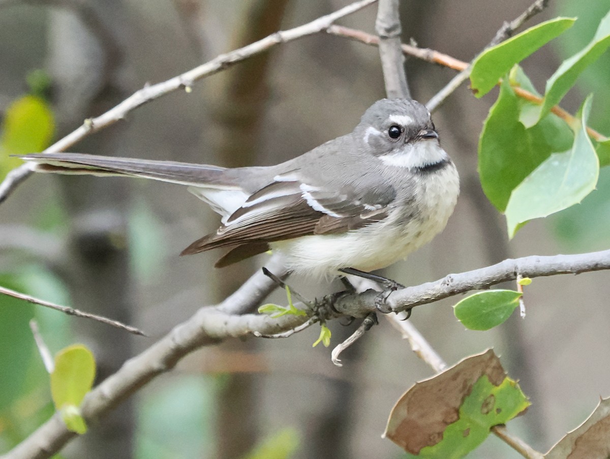 Gray Fantail (preissi) - ML639290726