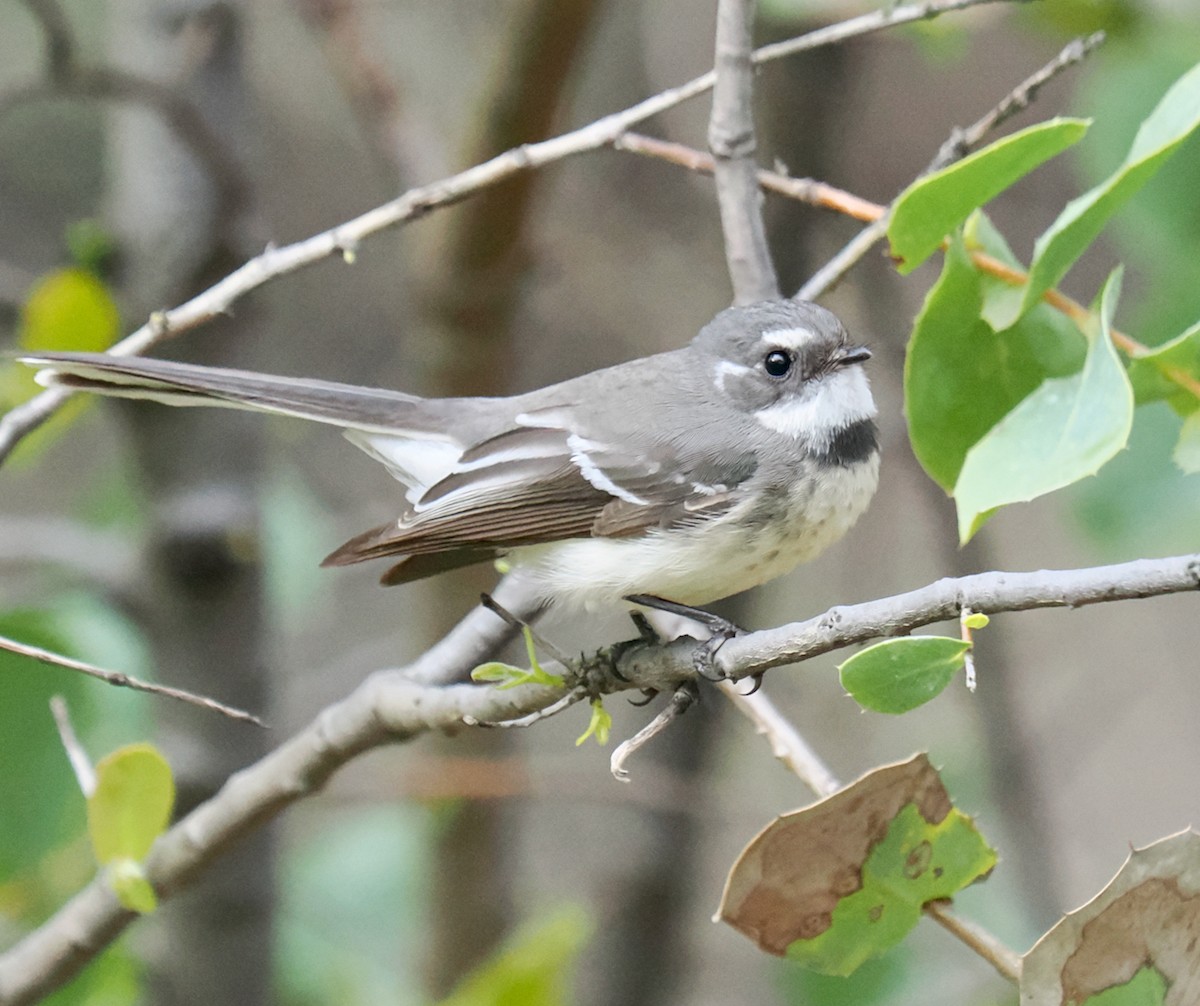 Gray Fantail (preissi) - ML639290727