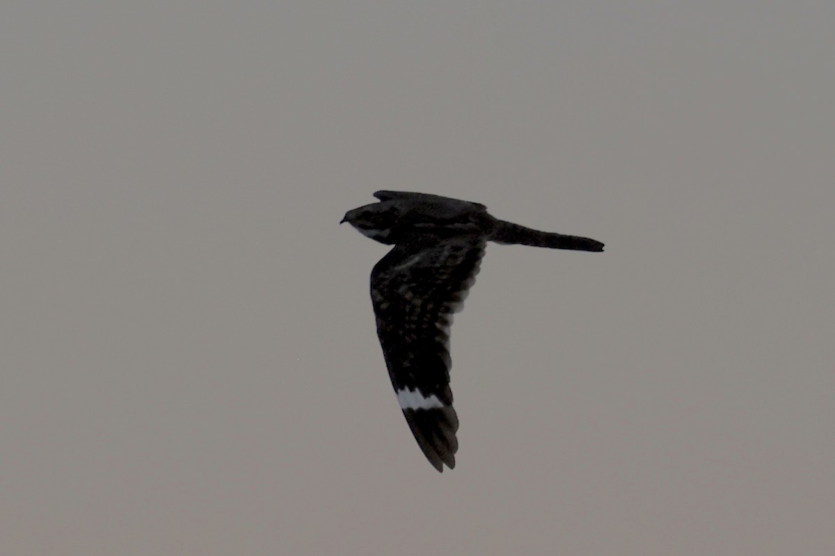 Lesser Nighthawk - ML639290892