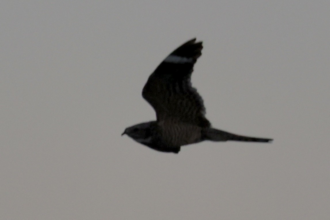 Lesser Nighthawk - ML639290894