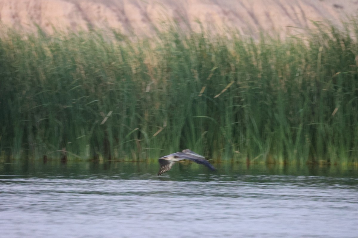 Brown Pelican - ML639290920