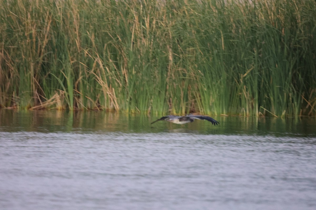 Brown Pelican - ML639290921