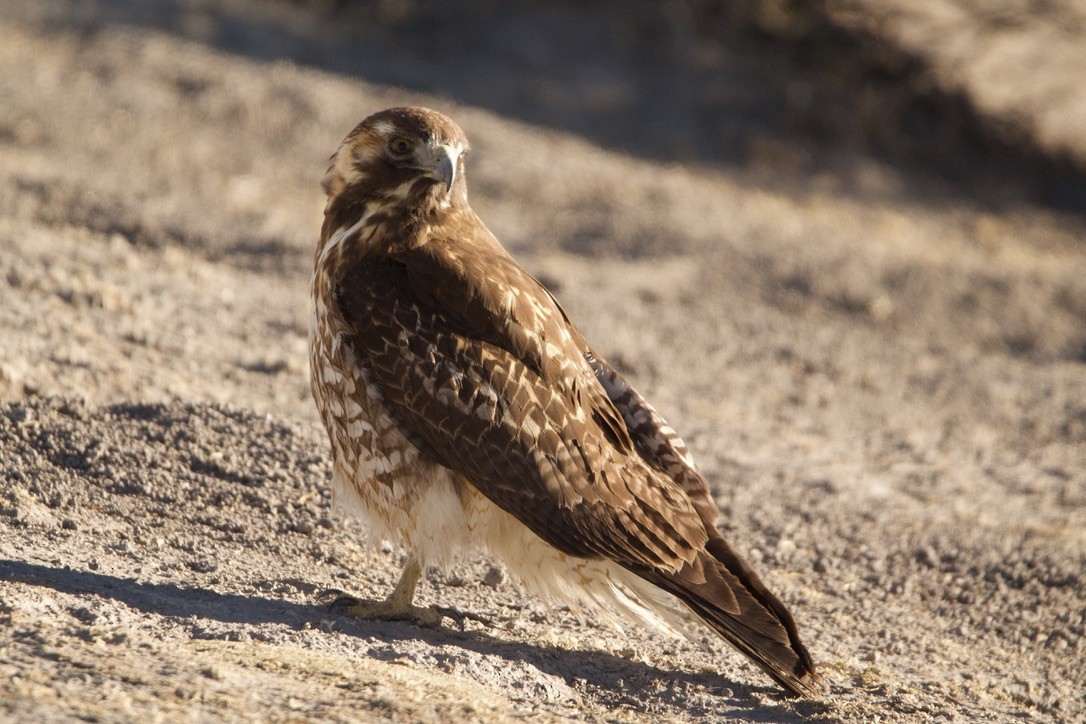 Variable Hawk - ML639290937