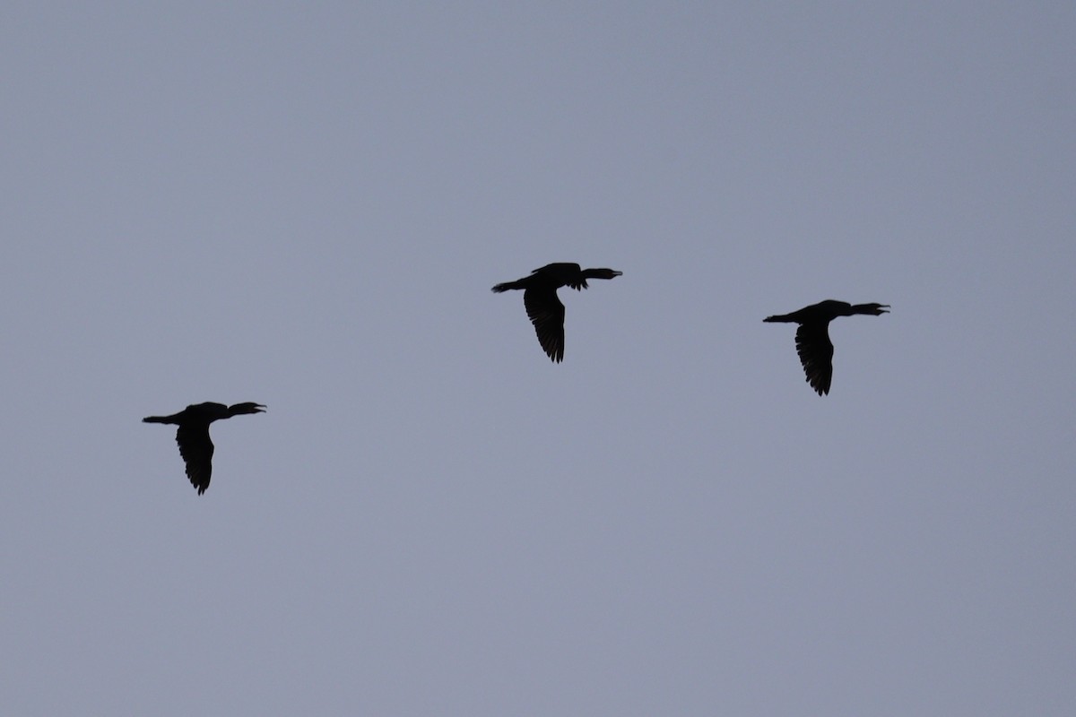 Double-crested Cormorant - ML639290967