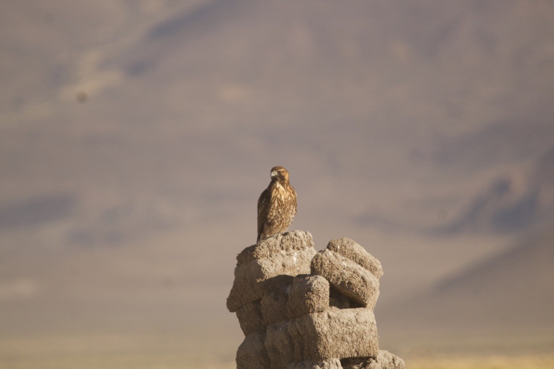 Variable Hawk - ML639290982