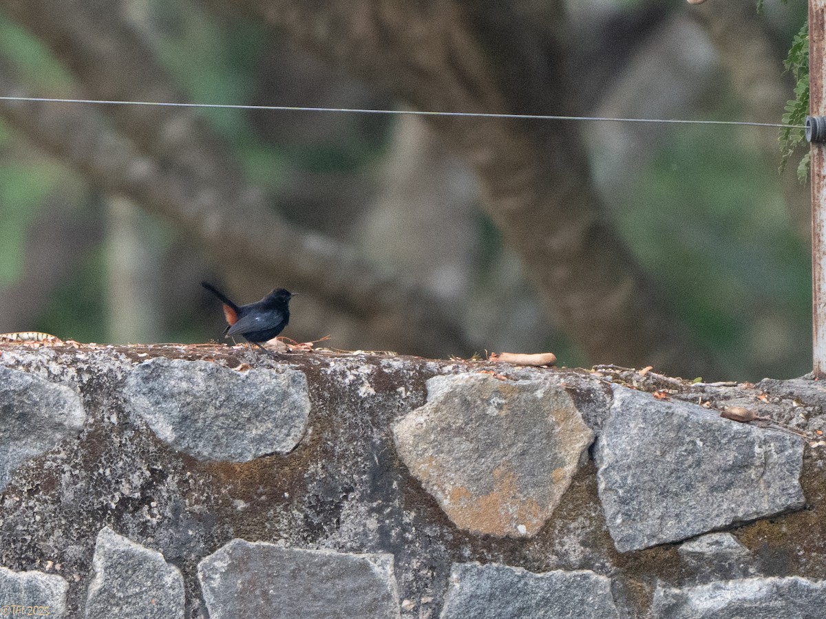 Indian Robin - ML639290995