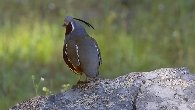 Mountain Quail - ML639291105