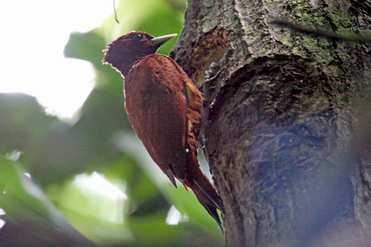 Waved Woodpecker (Scale-breasted) - ML639291443