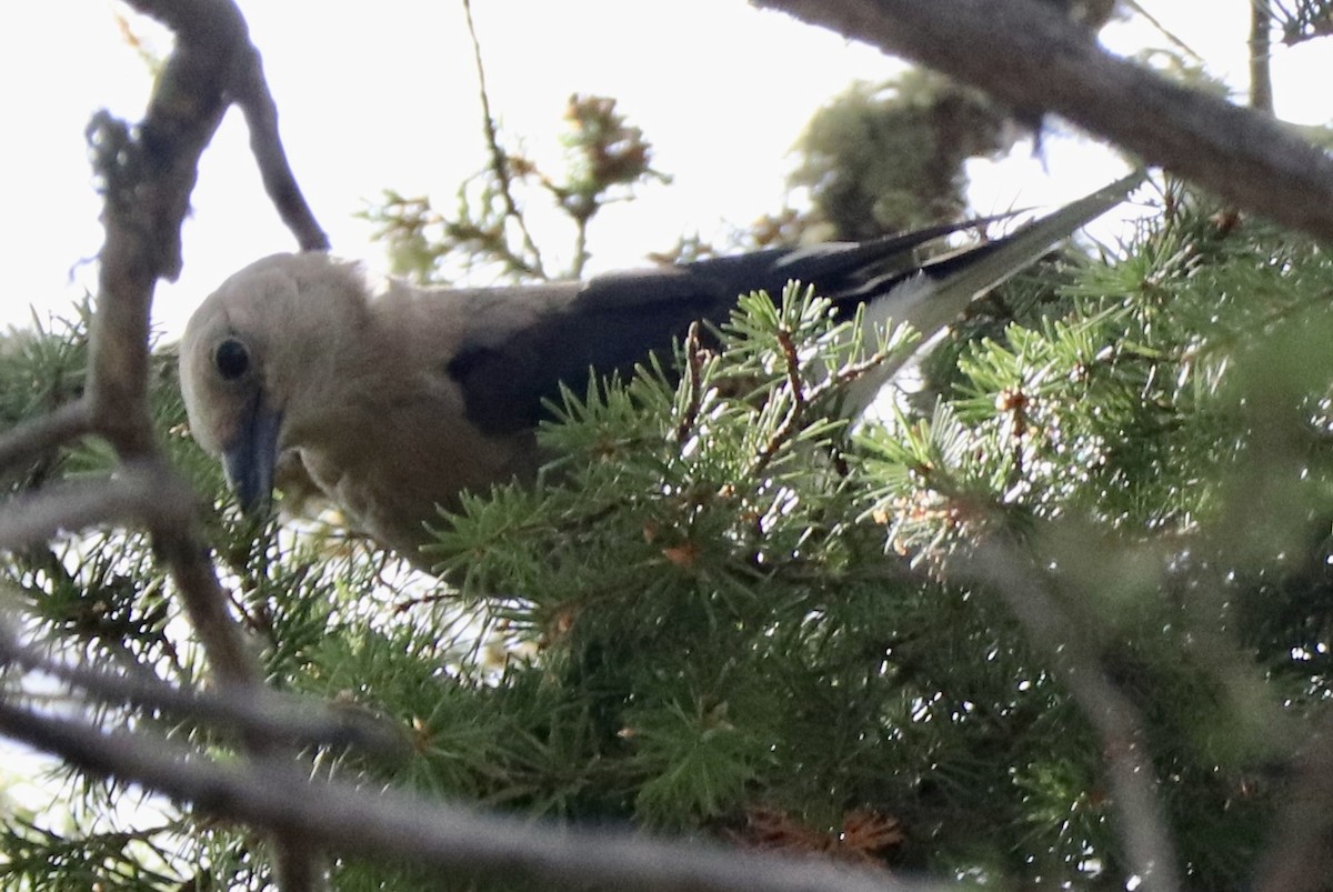 Clark's Nutcracker - ML639291446