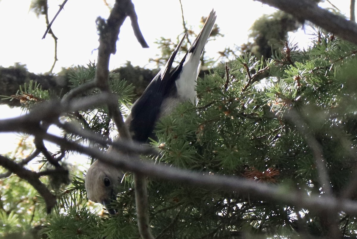 Clark's Nutcracker - ML639291447