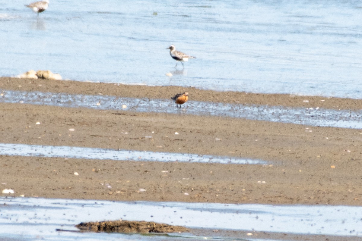 Шармаг элсэг - ML639291511