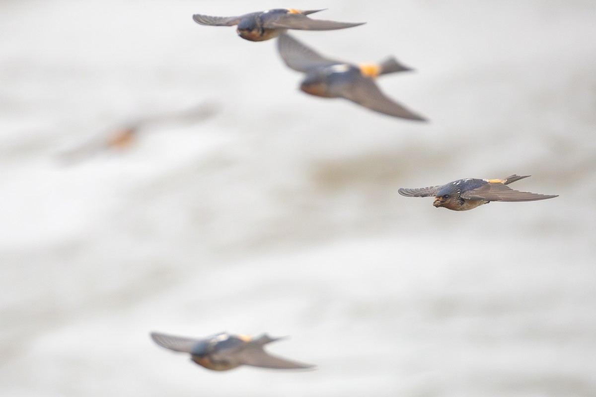 Red-throated Swallow - ML639291561