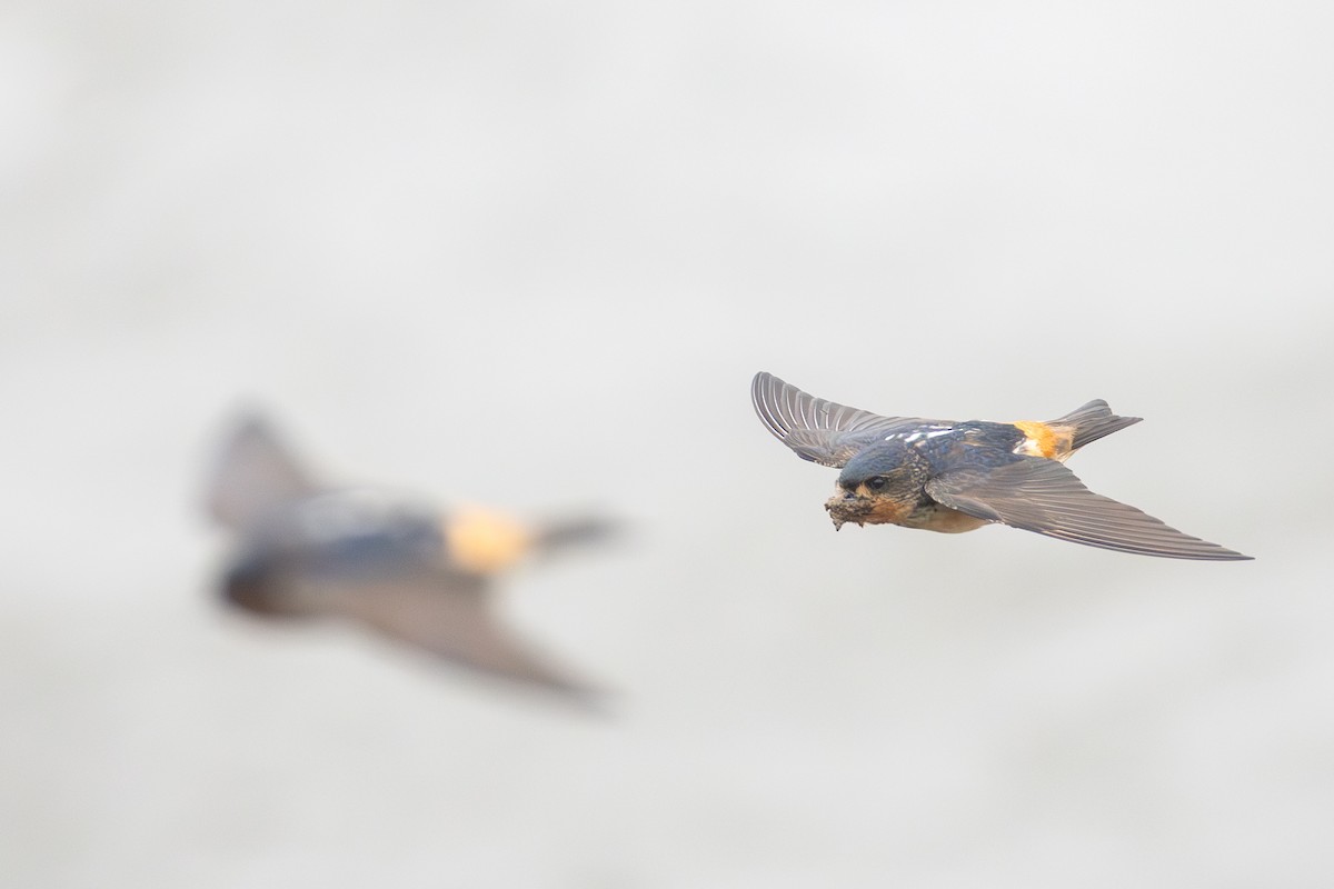 Red-throated Swallow - ML639291562