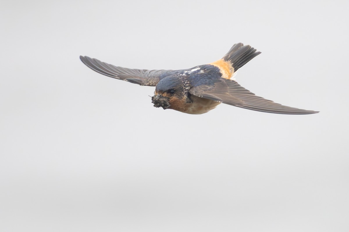 Red-throated Swallow - ML639291564