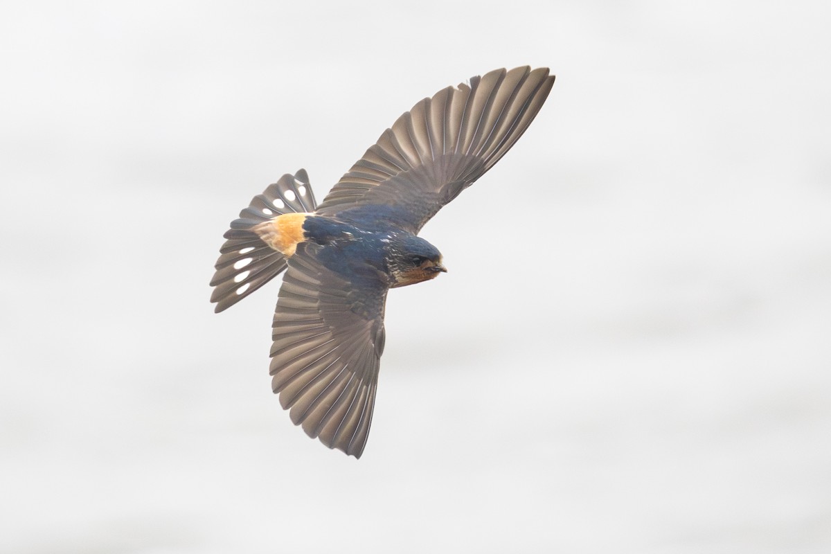 Red-throated Swallow - ML639291570