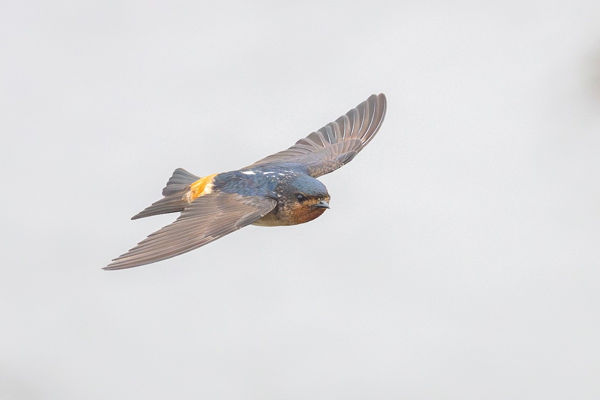 Red-throated Swallow - ML639291573