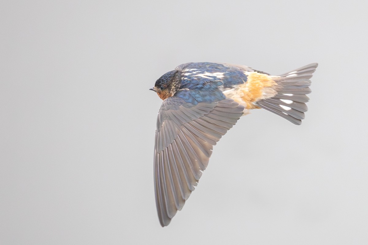 Red-throated Swallow - ML639291579
