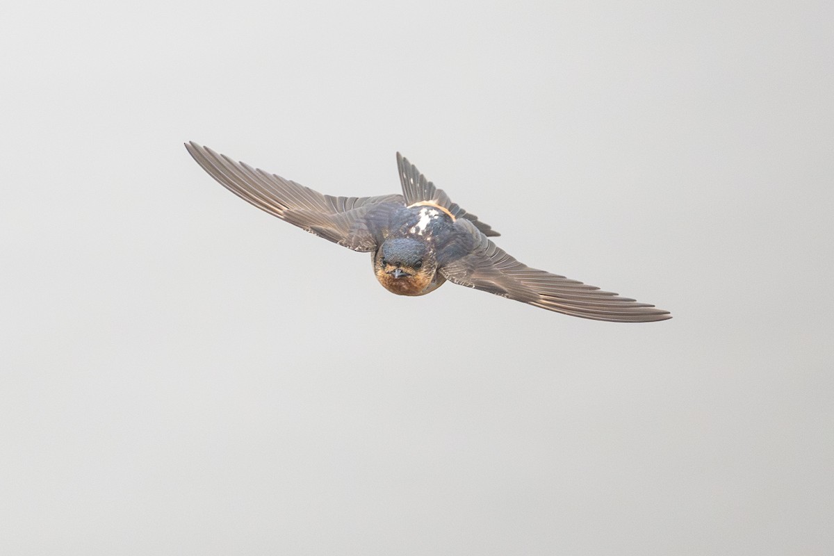 Red-throated Swallow - ML639291581