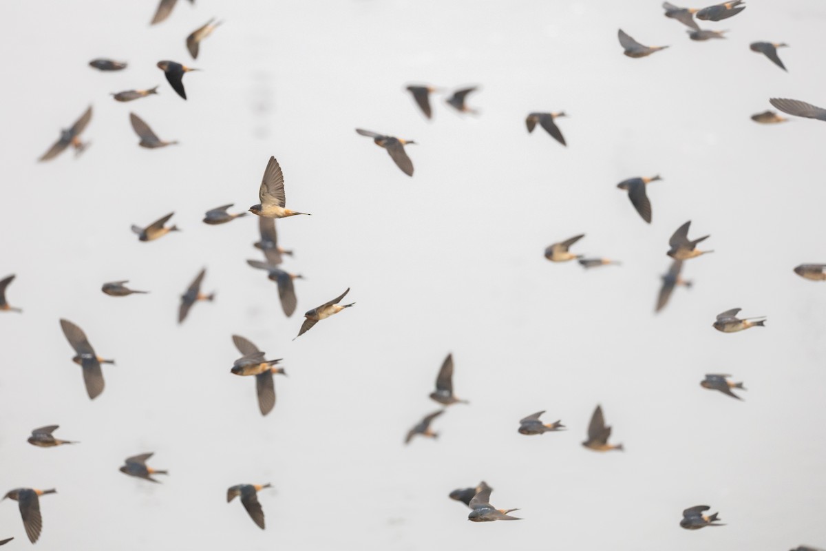 Red-throated Swallow - ML639291587