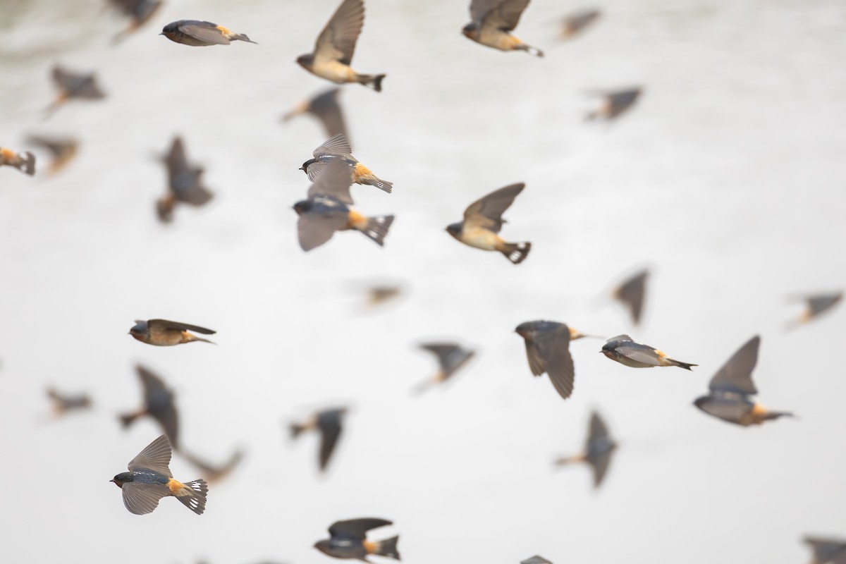 Red-throated Swallow - ML639291590